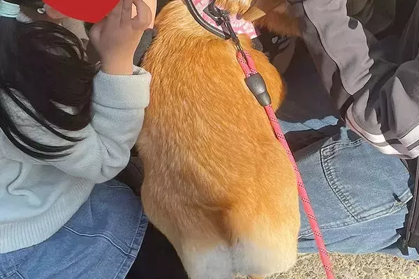 犬の散歩に行こうと玄関を開けた結果→『春休み中の小学生軍団』に捕まって…平和で愛に溢れた光景が55万表示「一人だけ上級者いるｗ」「素敵」