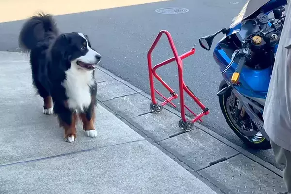 おっとりした性格の超大型犬→バイクの洗車中に水遊びをしてみたら…思った以上に大はしゃぎする光景に反響「可愛さ満点」「小さい子供と変わらん」
