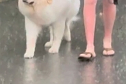 台風のため、パパが早めに犬の散歩へ→天気予報が外れ『大丈夫かな』と心配していたら…まさかの表情が73万再生「貫禄あって草」「顔たまらんｗ」