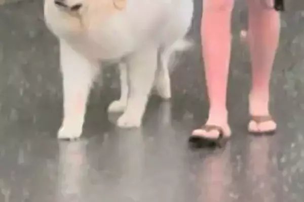 台風のため、パパが早めに犬の散歩へ→天気予報が外れ『大丈夫かな』と心配していたら…まさかの表情が73万再生「貫禄あって草」「顔たまらんｗ」