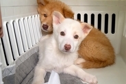 山で生まれた、人間を怖がる『野犬の赤ちゃん』→保護されて10ヶ月後…感動的な『1歳になるまでの成長記録』が10万再生「優しさが溢れてる」