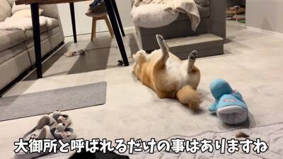 友達の赤ちゃんが遊びに来たら、家にいた犬が…心から優しい『まさかの対応』に19万再生の反響「尊すぎて涙出る」「平和な世界すぎる」と感動