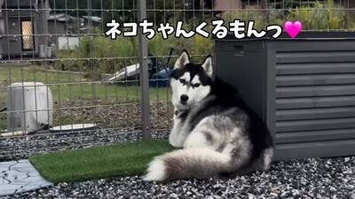 友達の赤ちゃんが遊びに来たら、家にいた犬が…心から優しい『まさかの対応』に19万再生の反響「尊すぎて涙出る」「平和な世界すぎる」と感動