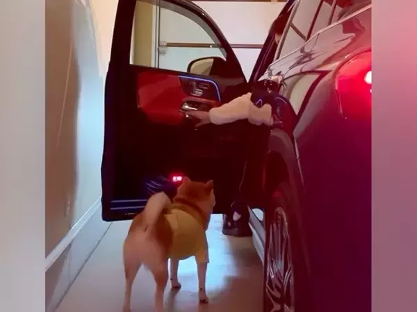 2匹の犬を車に乗せようとした結果→1匹はすんなり乗ったのに…想像以上に『駄々をこねる光景』が472万再生「一番困るやつｗ」「楽しんでる」