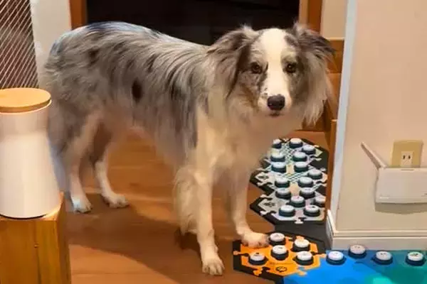 何かを言いたそうにしている犬→『声が出るボタン』を使って…あまりにも賢すぎる『会話内容』が33万再生「人間の親子みたい」「凄すぎ」と驚愕