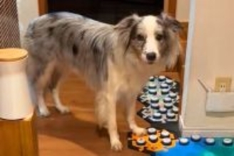 何かを言いたそうにしている犬→『声が出るボタン』を使って…あまりにも賢すぎる『会話内容』が33万再生「人間の親子みたい」「凄すぎ」と驚愕