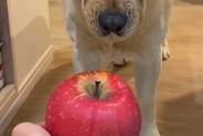 『りんごは切ってから食べるもの』と思っている大型犬→丸ごとあげた結果…まさかの反応が12万表示「困り顔がｗ」「しっぽは喜んでて草」と絶賛