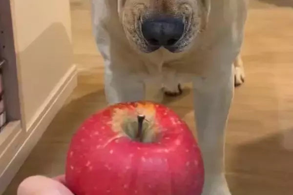 『りんごは切ってから食べるもの』と思っている大型犬→丸ごとあげた結果…まさかの反応が12万表示「困り顔がｗ」「しっぽは喜んでて草」と絶賛