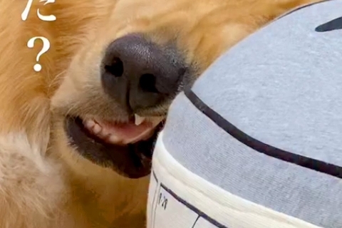 『100連勤した？』何をしても起きない大型犬→顔を見てみると…予想を超える『衝撃の表情』が27万再生「笑いすぎて腹痛い」「最高ｗｗｗ」