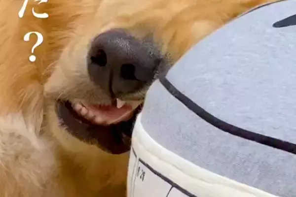 『100連勤した？』何をしても起きない大型犬→顔を見てみると…予想を超える『衝撃の表情』が27万再生「笑いすぎて腹痛い」「最高ｗｗｗ」