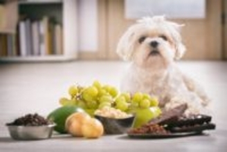 犬が誤飲すると『死ぬかもしれないモノ』4選　今すぐに病院へ行くべき危険な症状まで