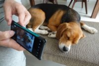 犬を『スマホで撮影』飼い主の絶対NG行為3選　誤った認識が愛犬の体に負担となることも