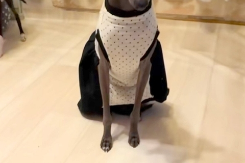 ご飯を早く食べ過ぎてしまった犬→他のワンコの食事中に…『自分は食べてない』まさかの態度と表情に反響「切なくてかわいい」「あるあるｗ」