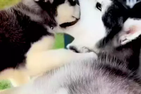 どうしても『お父さん犬の口の中』に入りたい子犬→3年後、大きくなっても…まさかの『現在の光景』に反響「可愛すぎる」「手加減してて優しい」