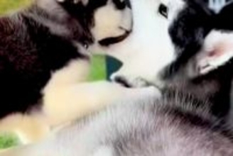 どうしても『お父さん犬の口の中』に入りたい子犬→3年後、大きくなっても…まさかの『現在の光景』に反響「可愛すぎる」「手加減してて優しい」
