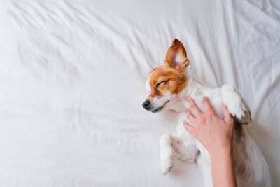 犬が『飼い主の前で寝転がる』心理５選　ゴロンとヘソ天する理由や適切な対応まで解説