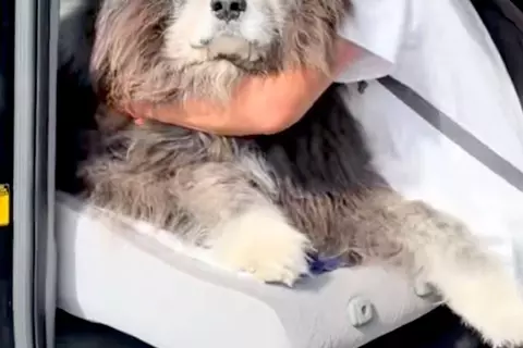 車の助手席に乗っていた秋田犬→『絶対に降りたくない』と駄々をこねて…意思が強すぎる『態度』が21万再生「貫禄すごいｗｗ」「日々筋トレ」