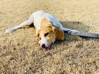 犬の散歩『適切なタイミング』とは？愛犬の体へ負担をかけないために知っておくべきことまで