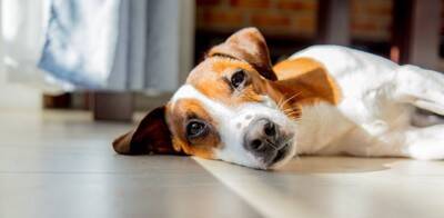 犬が『疲れている』ときにみせる仕草や行動7選　気づいてあげたい注意すべきサインまで