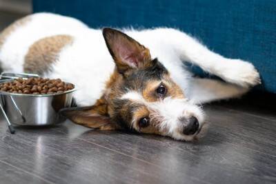 犬が『疲れている』ときにみせる仕草や行動7選　気づいてあげたい注意すべきサインまで