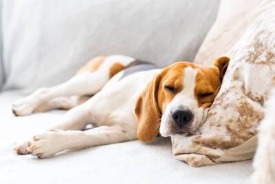 犬が『疲れている』ときにみせる仕草や行動7選　気づいてあげたい注意すべきサインまで