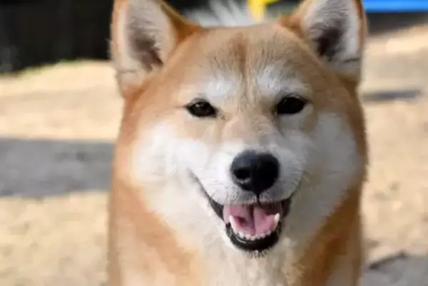 犬が『嬉しさをアピールしている』ときにみせる行動5つ　愛犬はどんなことで喜ぶの？