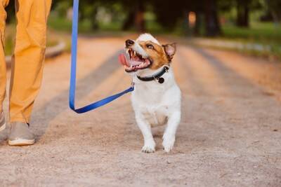 犬が『嬉しさをアピールしている』ときにみせる行動5つ　愛犬はどんなことで喜ぶの？