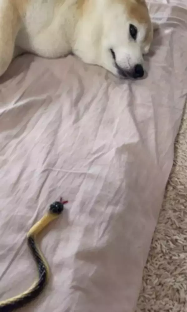 『野生とは…？』犬の前にヘビのおもちゃを差し出してみた結果…まさかの姿が面白いと35万再生「肝が据わってる」「無反応すぎて草」と爆笑