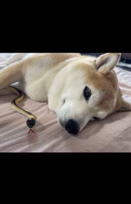 『野生とは…？』犬の前にヘビのおもちゃを差し出してみた結果…まさかの姿が面白いと35万再生「肝が据わってる」「無反応すぎて草」と爆笑