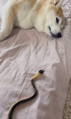 『野生とは…？』犬の前にヘビのおもちゃを差し出してみた結果…まさかの姿が面白いと35万再生「肝が据わってる」「無反応すぎて草」と爆笑