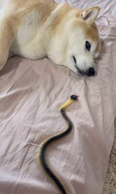 『野生とは…？』犬の前にヘビのおもちゃを差し出してみた結果…まさかの姿が面白いと35万再生「肝が据わってる」「無反応すぎて草」と爆笑