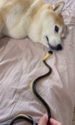 『野生とは…？』犬の前にヘビのおもちゃを差し出してみた結果…まさかの姿が面白いと35万再生「肝が据わってる」「無反応すぎて草」と爆笑