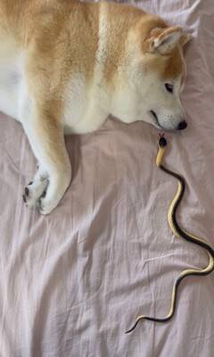 『野生とは…？』犬の前にヘビのおもちゃを差し出してみた結果…まさかの姿が面白いと35万再生「肝が据わってる」「無反応すぎて草」と爆笑