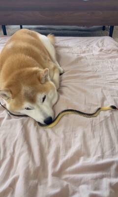 『野生とは…？』犬の前にヘビのおもちゃを差し出してみた結果…まさかの姿が面白いと35万再生「肝が据わってる」「無反応すぎて草」と爆笑