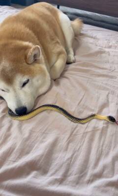 『野生とは…？』犬の前にヘビのおもちゃを差し出してみた結果…まさかの姿が面白いと35万再生「肝が据わってる」「無反応すぎて草」と爆笑