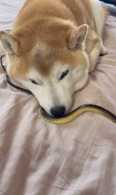 『野生とは…？』犬の前にヘビのおもちゃを差し出してみた結果…まさかの姿が面白いと35万再生「肝が据わってる」「無反応すぎて草」と爆笑