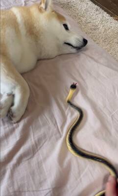 『野生とは…？』犬の前にヘビのおもちゃを差し出してみた結果…まさかの姿が面白いと35万再生「肝が据わってる」「無反応すぎて草」と爆笑