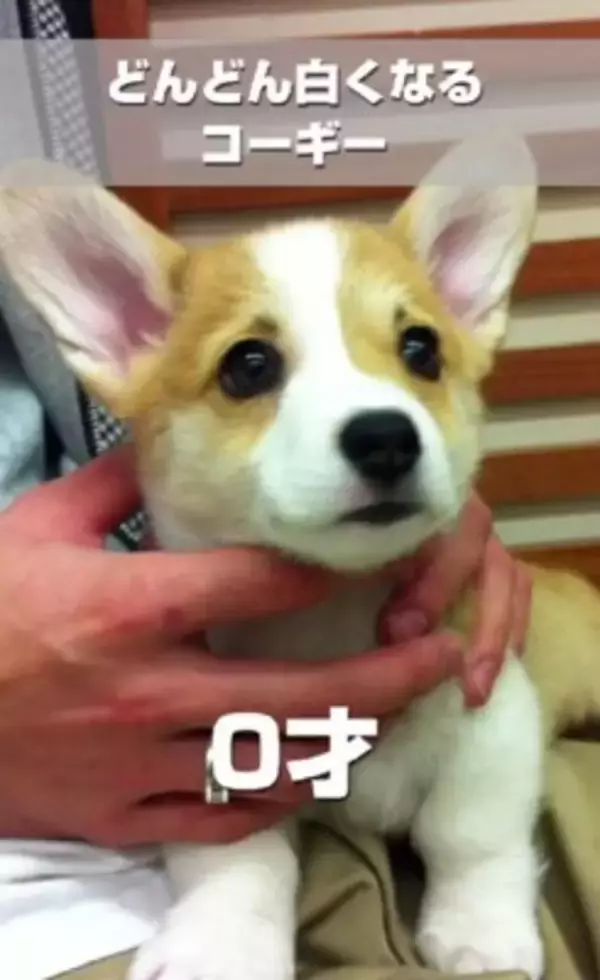 茶色の毛を持つ赤ちゃんコーギー犬…13年後→まるで別犬な『ビフォーアフター』が216万再生「大切にされてるのわかる」「パンみたい」