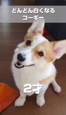 茶色の毛を持つ赤ちゃんコーギー犬…13年後→まるで別犬な『ビフォーアフター』が216万再生「大切にされてるのわかる」「パンみたい」