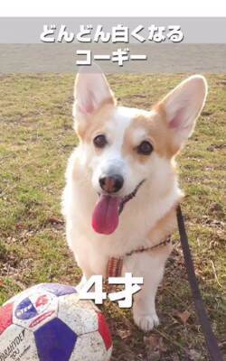 茶色の毛を持つ赤ちゃんコーギー犬…13年後→まるで別犬な『ビフォーアフター』が216万再生「大切にされてるのわかる」「パンみたい」