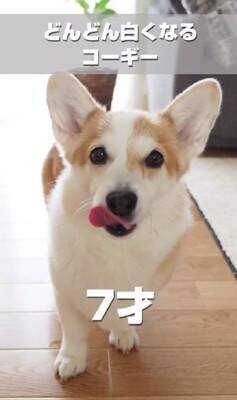 茶色の毛を持つ赤ちゃんコーギー犬…13年後→まるで別犬な『ビフォーアフター』が216万再生「大切にされてるのわかる」「パンみたい」