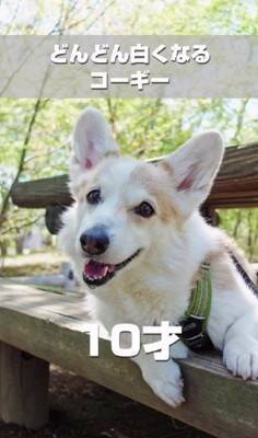 茶色の毛を持つ赤ちゃんコーギー犬…13年後→まるで別犬な『ビフォーアフター』が216万再生「大切にされてるのわかる」「パンみたい」