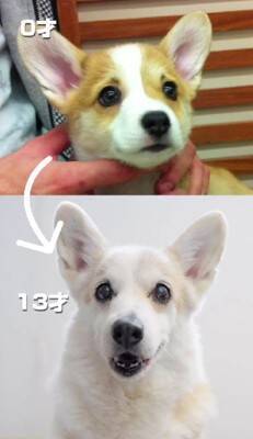 茶色の毛を持つ赤ちゃんコーギー犬…13年後→まるで別犬な『ビフォーアフター』が216万再生「大切にされてるのわかる」「パンみたい」