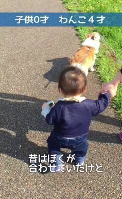 茶色の毛を持つ赤ちゃんコーギー犬…13年後→まるで別犬な『ビフォーアフター』が216万再生「大切にされてるのわかる」「パンみたい」