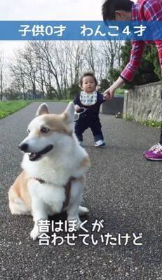 茶色の毛を持つ赤ちゃんコーギー犬…13年後→まるで別犬な『ビフォーアフター』が216万再生「大切にされてるのわかる」「パンみたい」