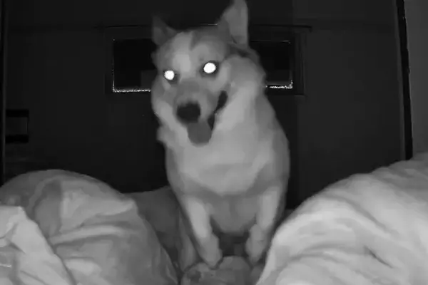 『最近寝不足が続いている』と思ったので、カメラを設置してみた結果→深夜に犬が…『まさかの原因』が81万表示「夜行性？ｗ」「絶対寝れんｗ」