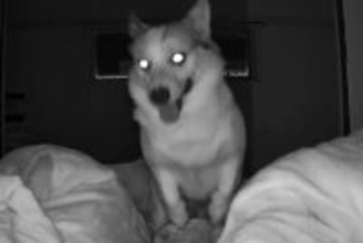 『最近寝不足が続いている』と思ったので、カメラを設置してみた結果→深夜に犬が…『まさかの原因』が81万表示「夜行性？ｗ」「絶対寝れんｗ」