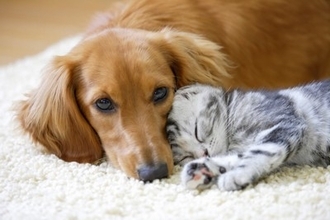 犬と『相性がいい動物』5選　多頭飼いしやすいと言われる理由とは？