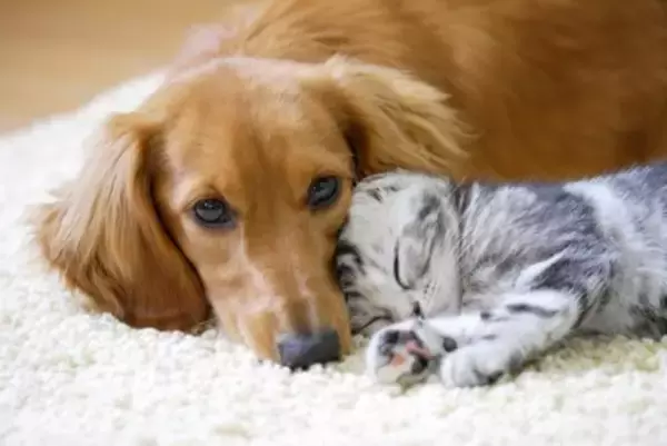 犬と『相性がいい動物』5選　多頭飼いしやすいと言われる理由とは？