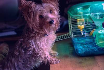 犬と『相性がいい動物』5選　多頭飼いしやすいと言われる理由とは？